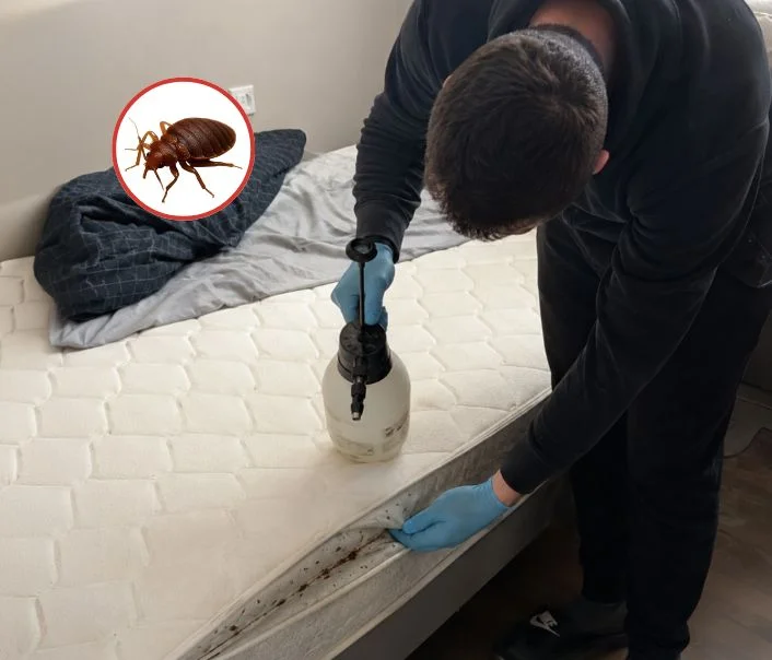 Technicien traitant un matelas contre les punaises de lit à Le Bourget